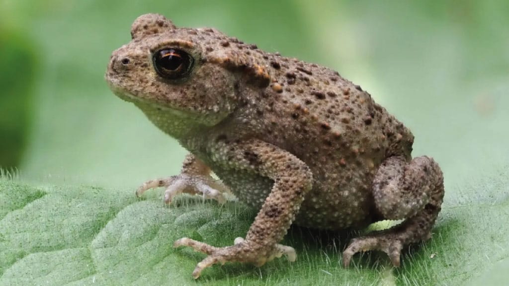 toad-frog ecuador bufonidae