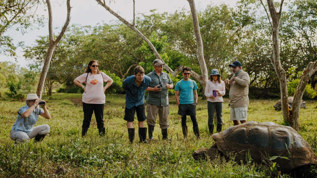 : A group of tourists in a grassy field observe and photograph a massive Galapagos giant tortoise