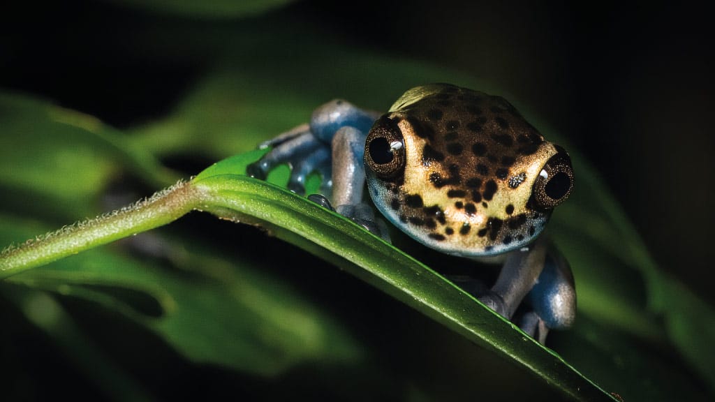 ecuador treefrog species