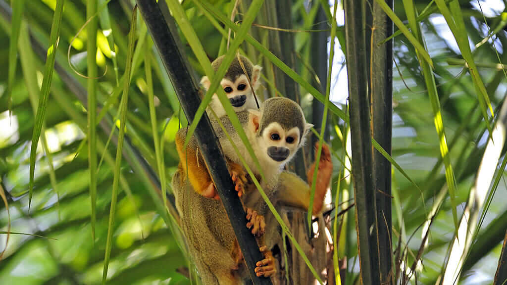 two squirrel monkeys ecuador