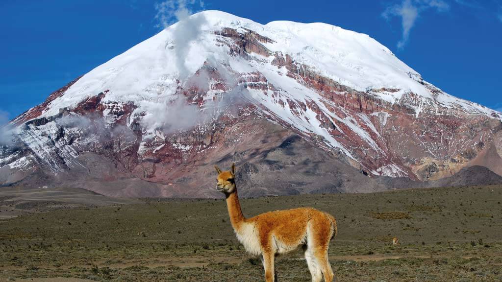 vicuña-chimborazo volcano reserve ecuador