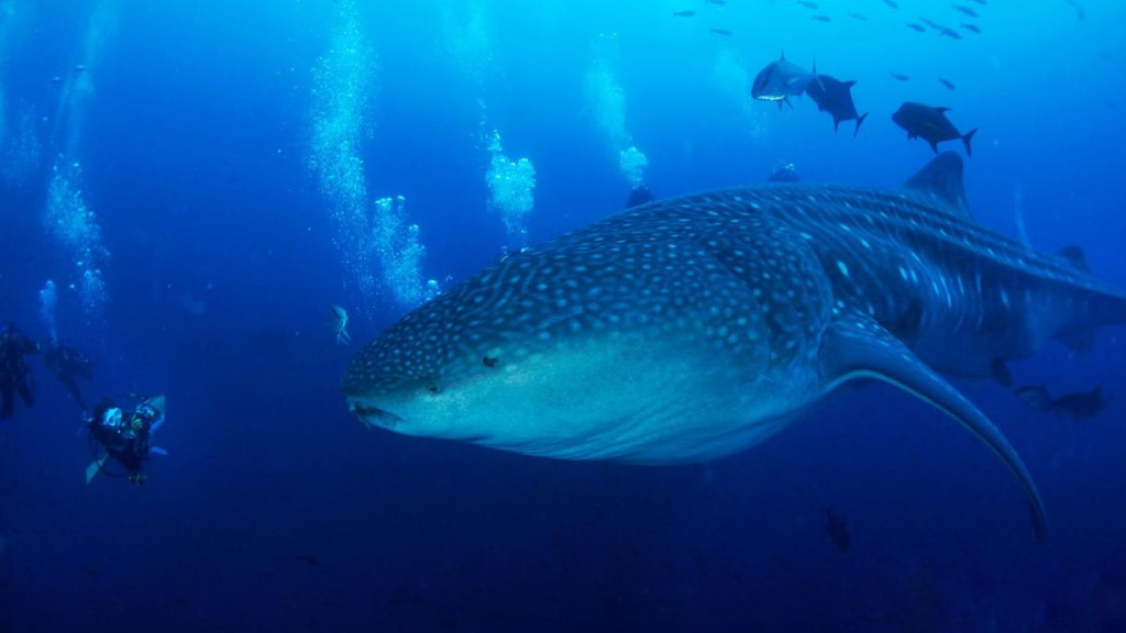 A massive whale shark swims through deep blue water accompanied by several scuba divers