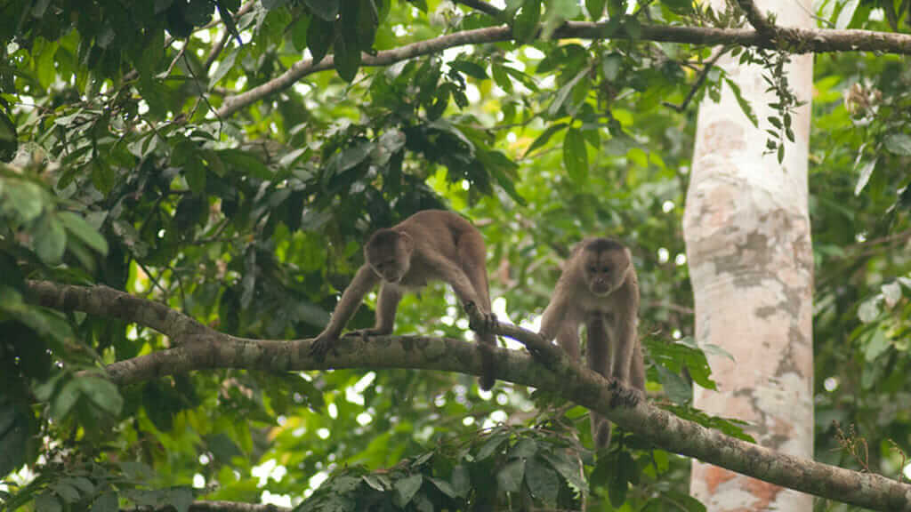 two white fronted capuchin monkeys in the amazon rainforest