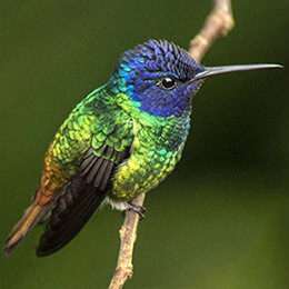 hummingbird at wild sumaco lodge ecuador