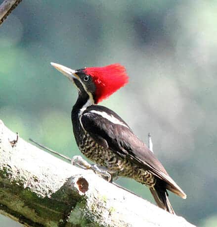 pájaro carpintero en los bosques nubosos en ecuador