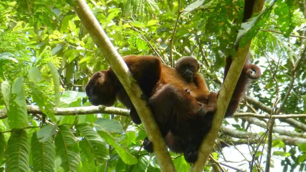 two woolly monkeys in the amazon rainforest ecuador