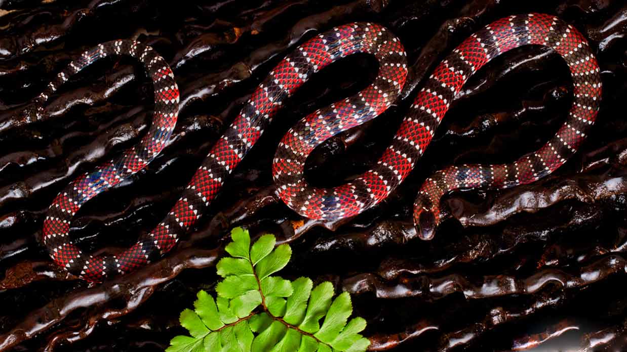 yasuni-amazon-forest snake
