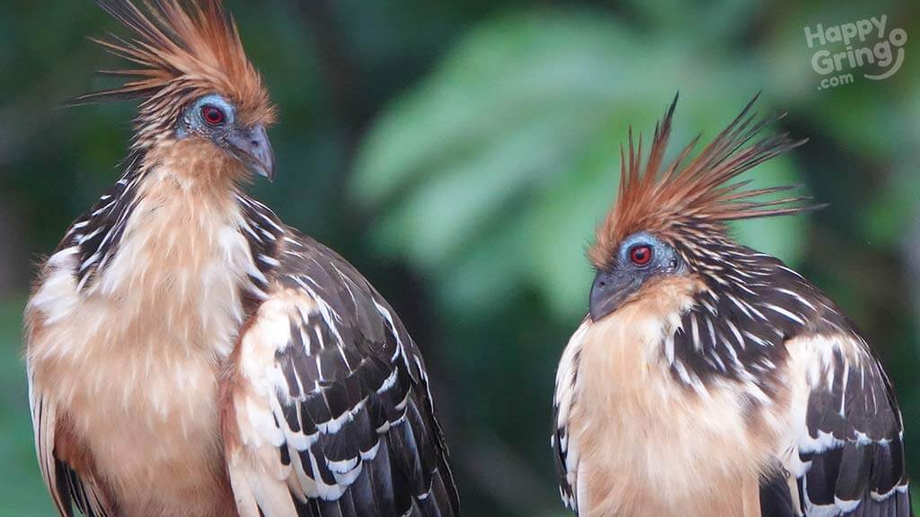 yasuni national park birdwatching hoatzin birds