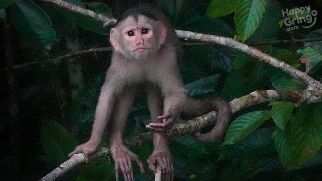 yasuni-capuchin monkey