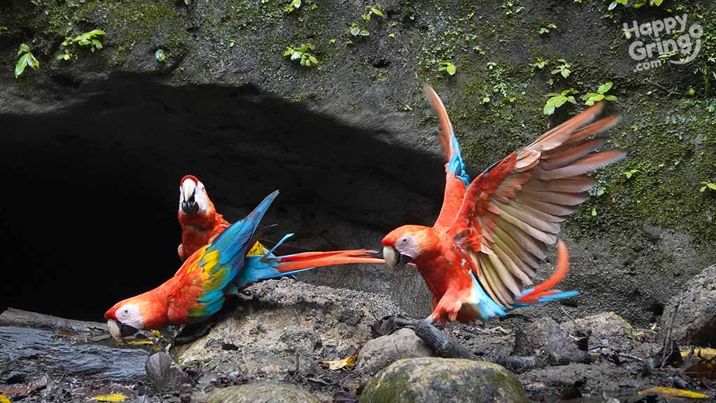 blue and green parrots in flights at yasuni parrot clay lick ecuador