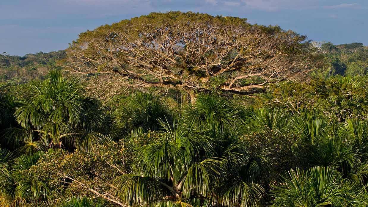 yasuni-tree-creibo canopy