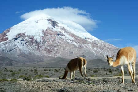 vicunas in chimborazo national park ecuador