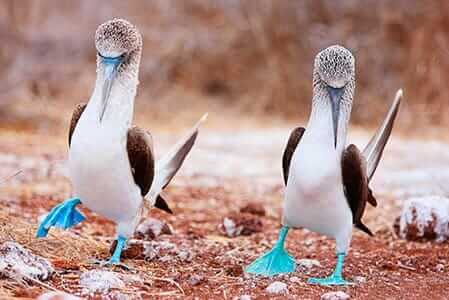 galapagos travel blue footed booby courtshp dance