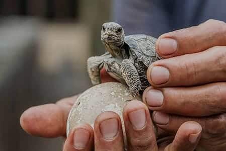 baby galapgos giant tortoise at charles darwin station