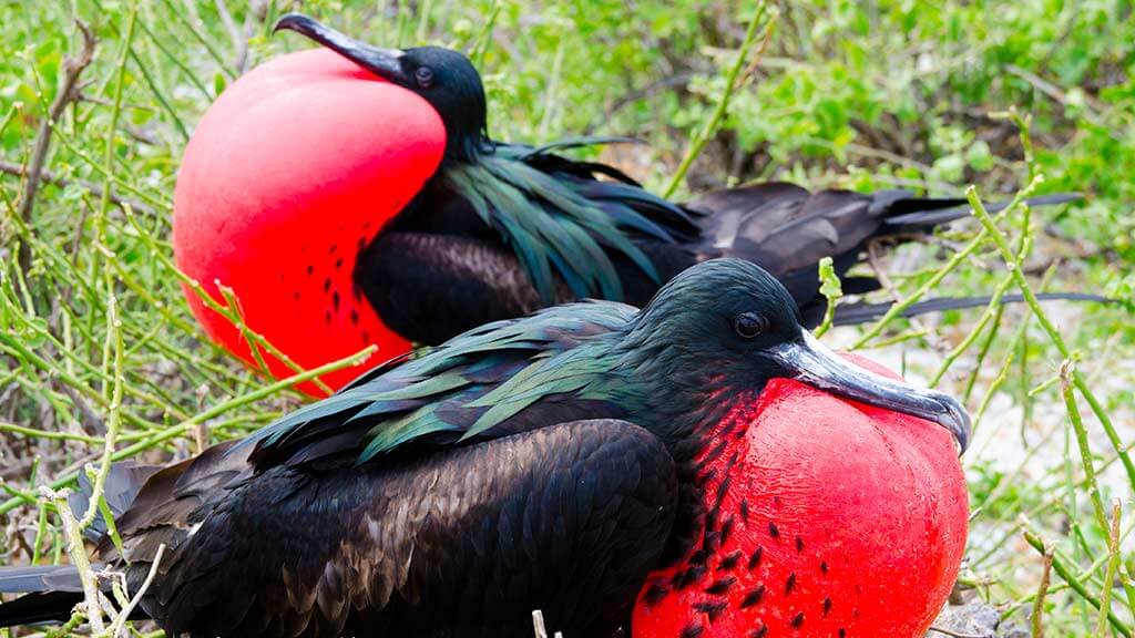 Zwei Fregattvögel sitzen im Nest mit roten Beuteln Galapagos-Inseln