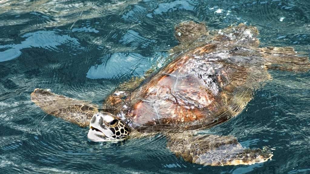 galapagos sea turtle swims at surface
