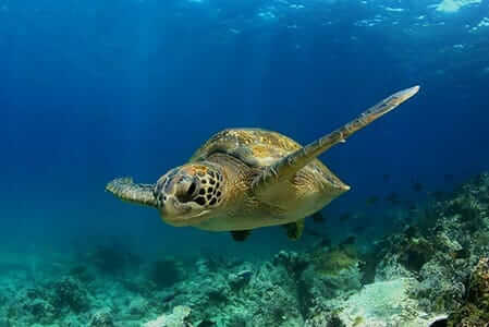 sea turtle glides underwater galapagos islands