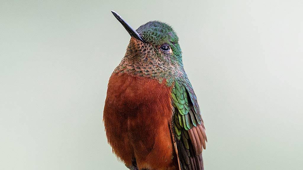 ecuador nature photography tour - hummingbird