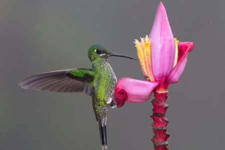 ecuador photography hummingbird at flower