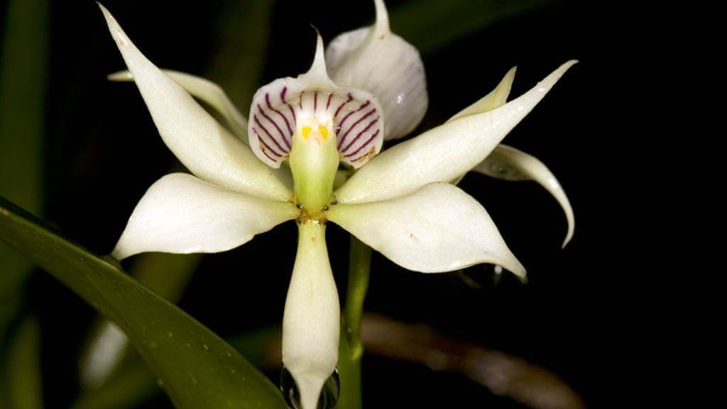 ecuador nature photography tour - cloud forest orchid quito