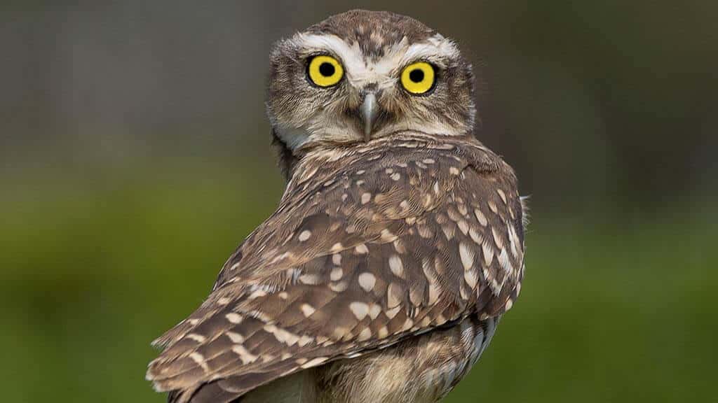 ecuador nature photography tour - owl