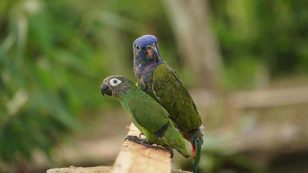 hamadryade lodge parrots perched on rail
