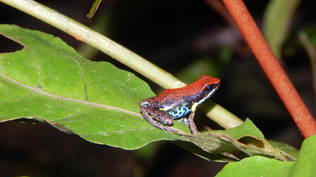 poison dart frog on ecuador amazon kayaking tour