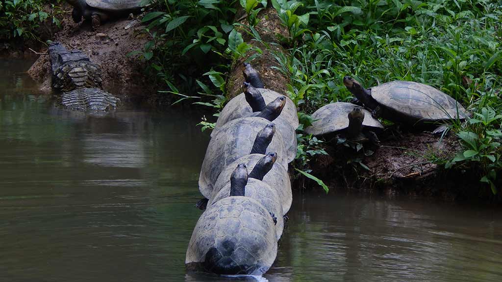seven river turtles huddled together in ecuador rainforest