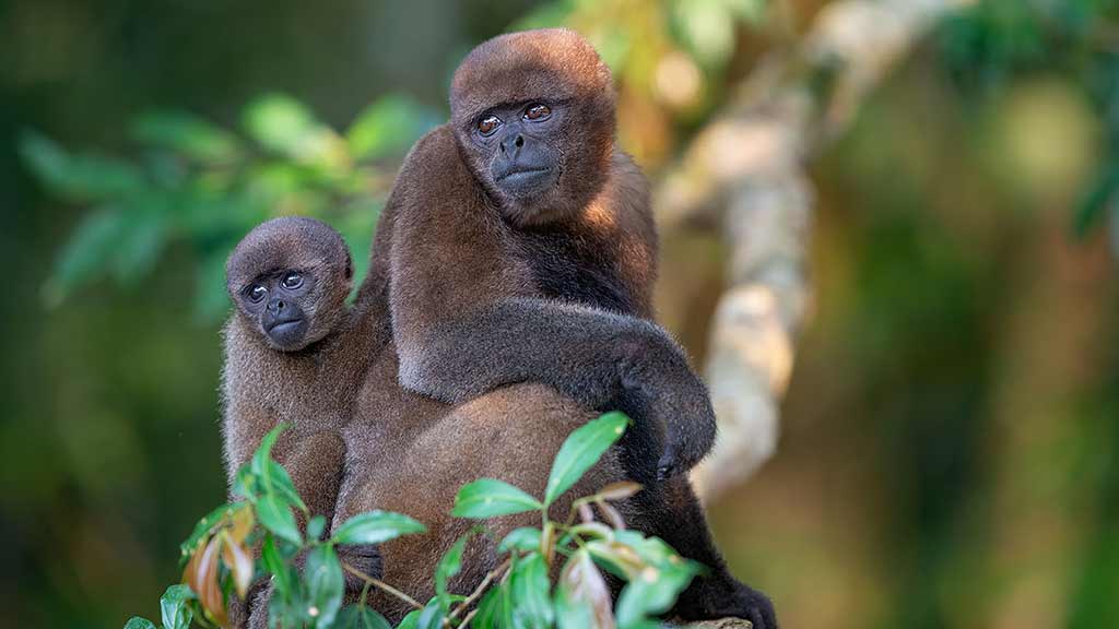 two monkeys wildlife ecuador kayaking tour
