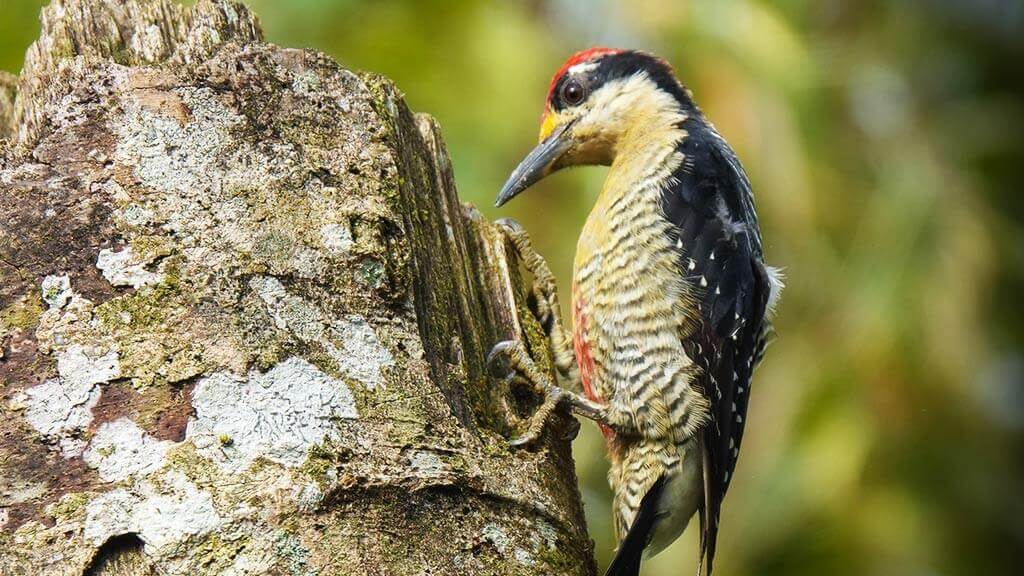 mashpi-river woodpecker birding