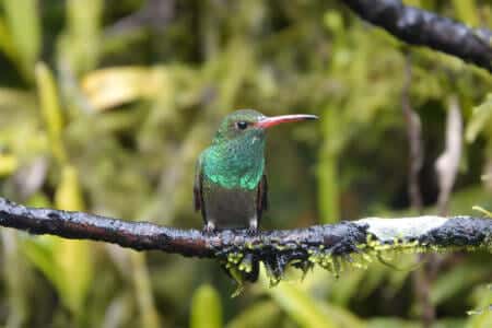 mashpi-community-tourism-featured hummingbird