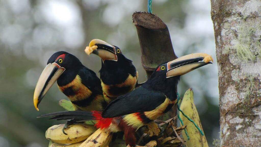 Sachatamia-Lodge-Vogelbeobachtung Aracari-Fütterung