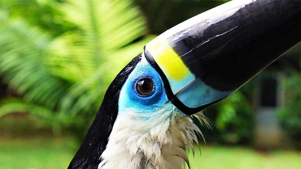 close-up van de amazone toekanvogel in het regenwoud van ecuador yasuni