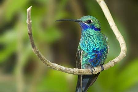 ecuador mindo tour to see hummingbirds