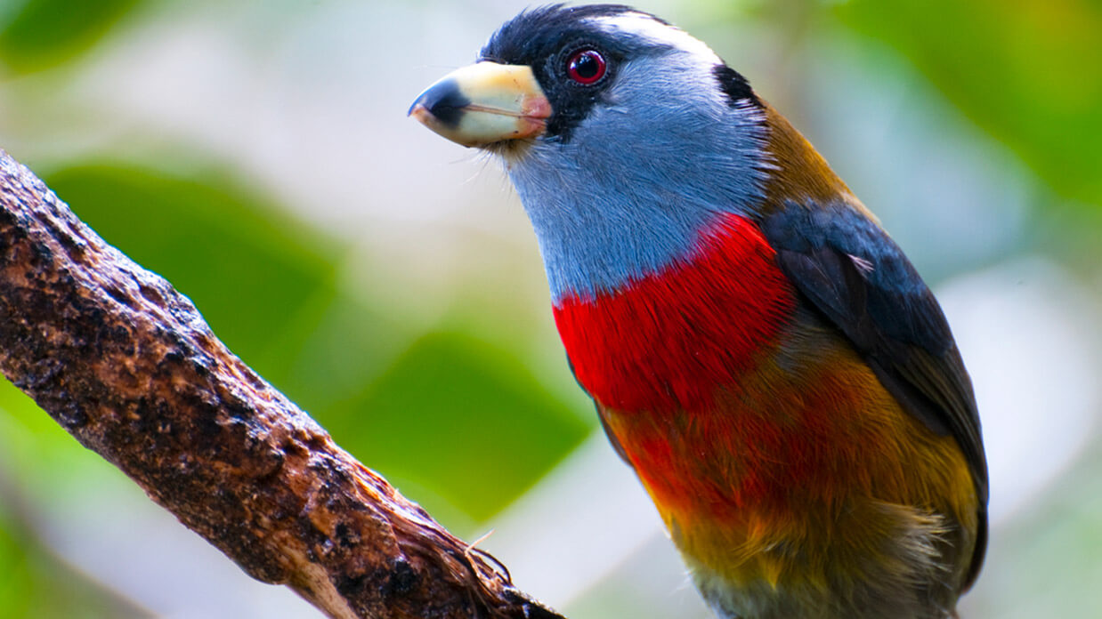 toucan barbet bird in ecuador cloud forest