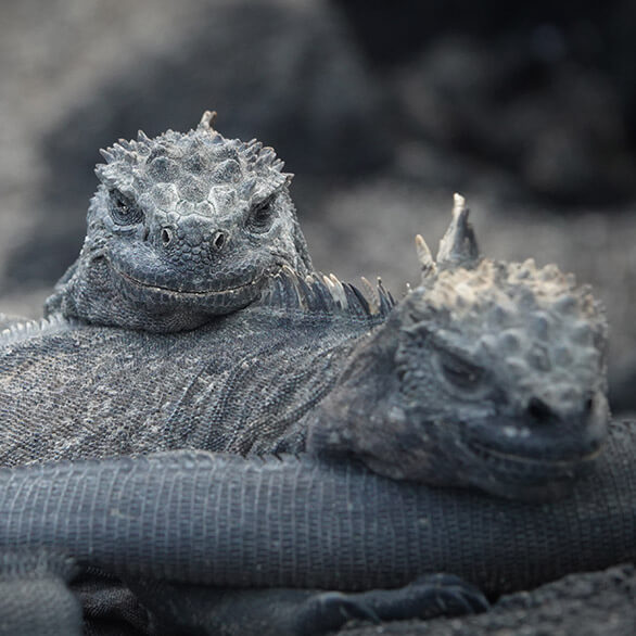 marine iguana at galapagos islands