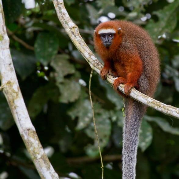 Ecuador amazon rainforest jungle travel guide monkey on branch