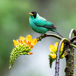 southern-ecuador-birding-tour