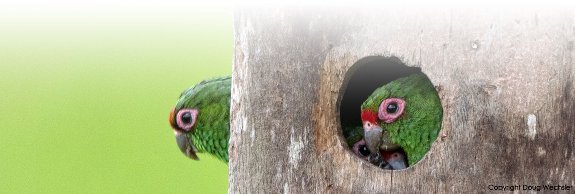 southern-ecuador-birding-tour parrots