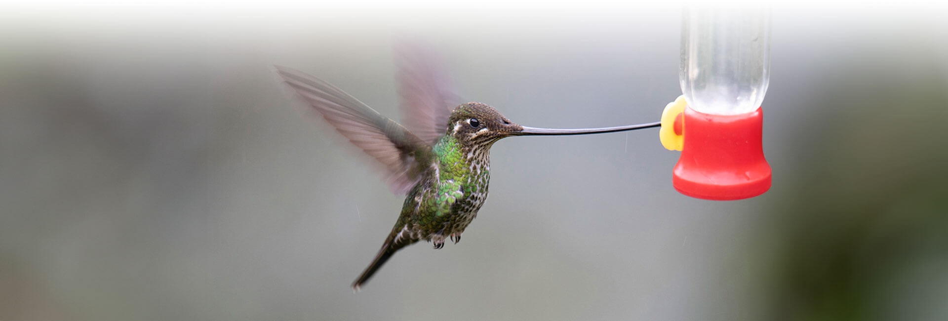 sword billed hummingbird at yanacocha reserve ecuador